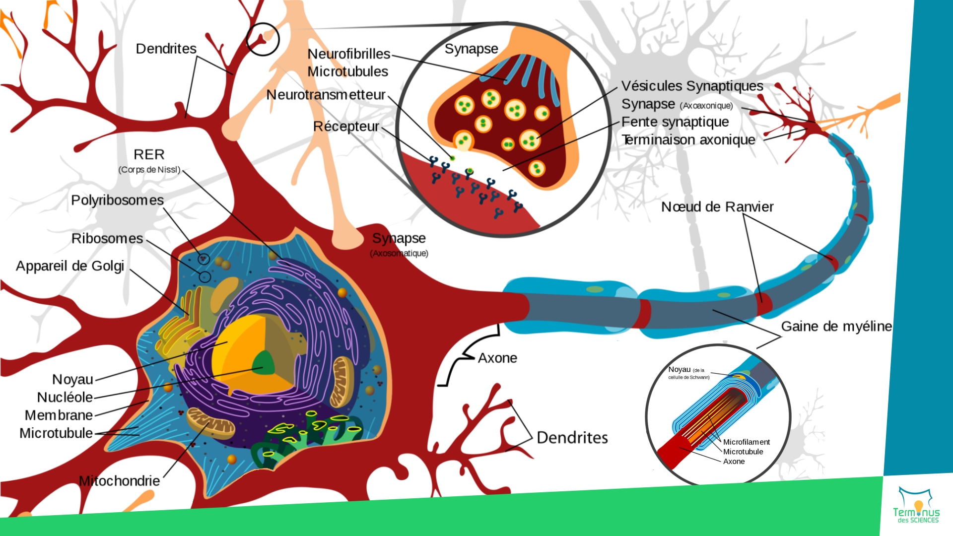 Lire la suite à propos de l’article [Un polymère reproduit le fonctionnement des synapses et des réseaux de neurones ]