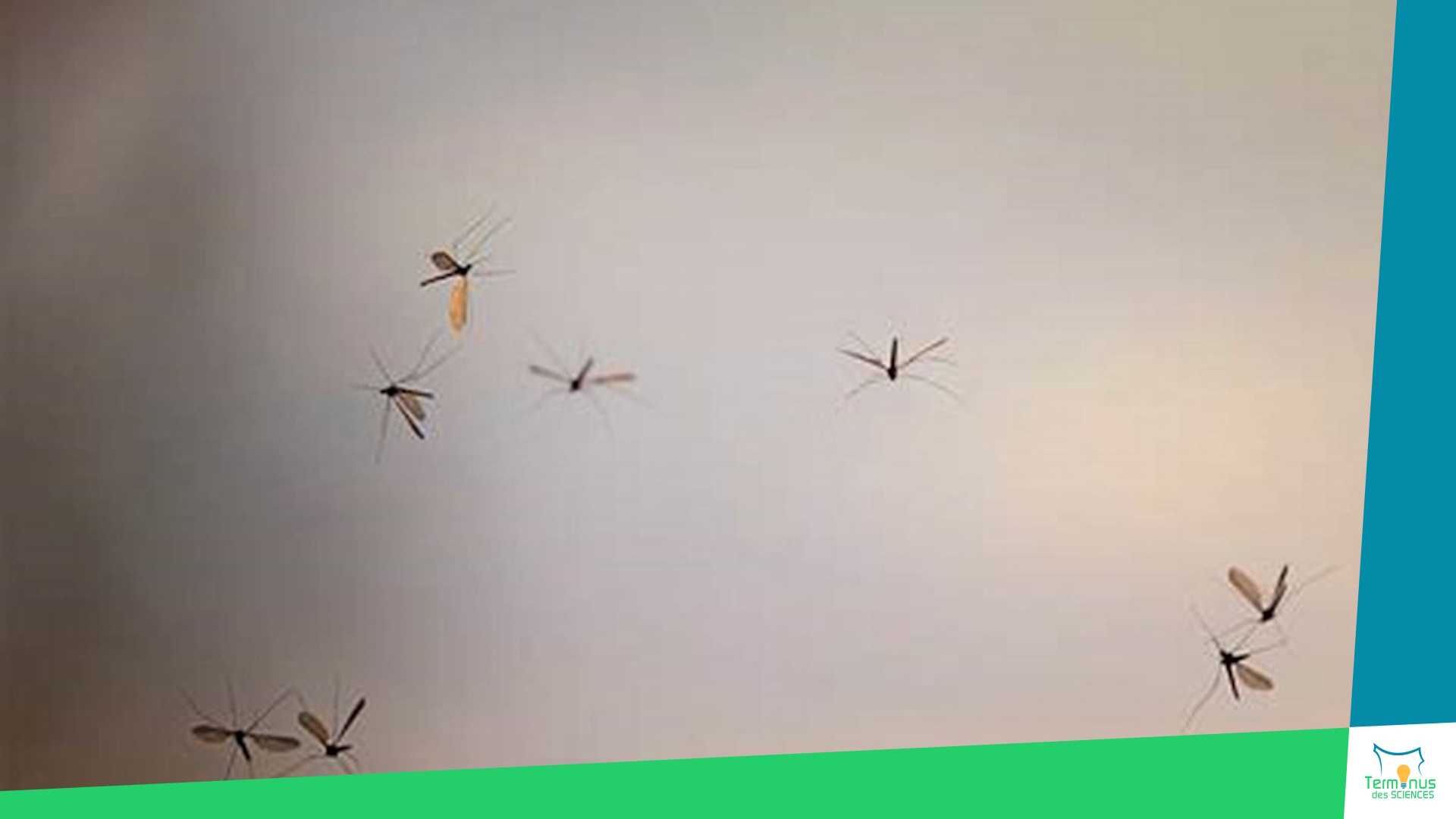 Lire la suite à propos de l’article [Comment les moustiques ont-ils fait pour envahir toute la planète ?]