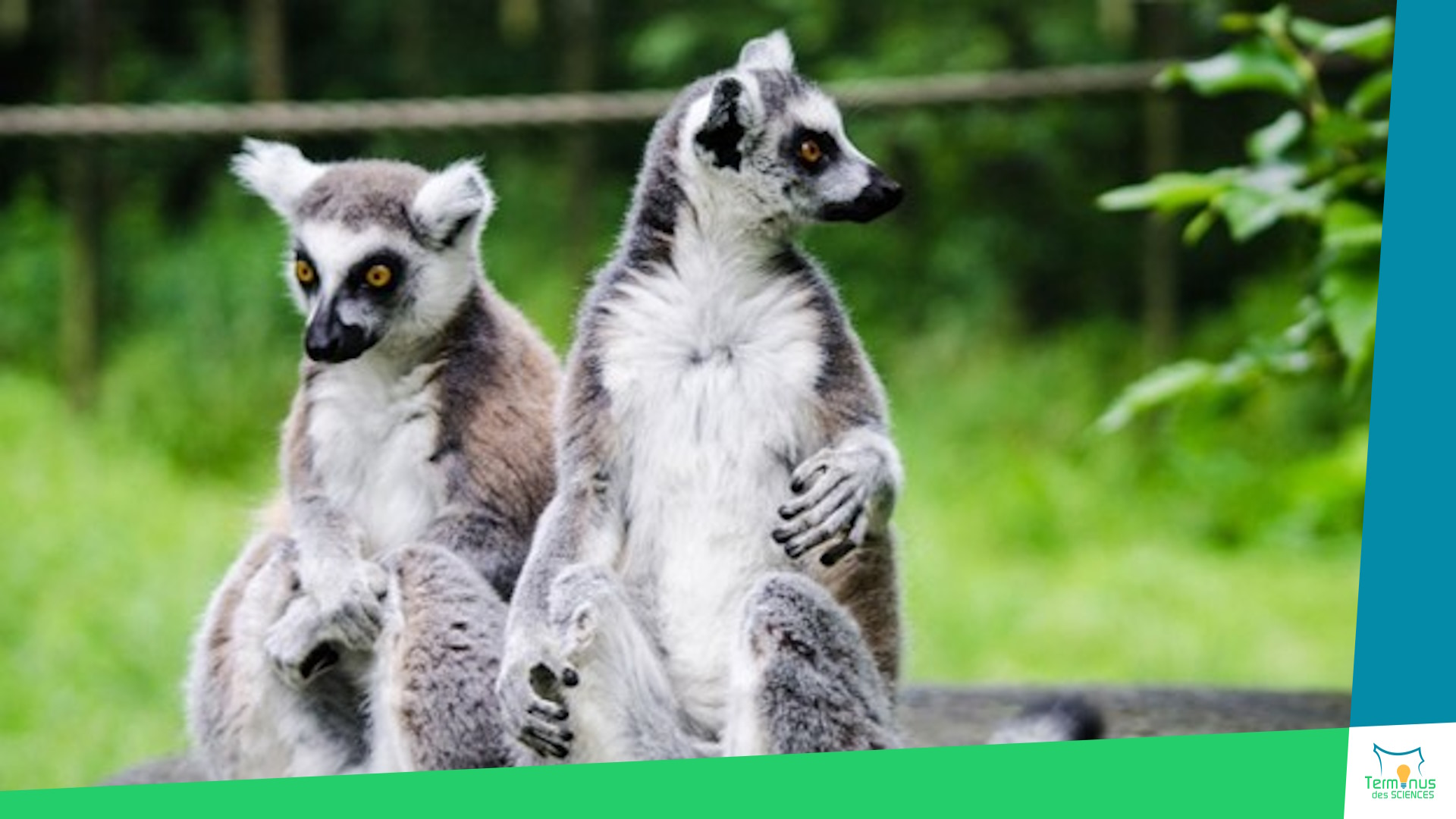 You are currently viewing [La conservation des lémuriens à Madagascar : enjeux et perspectives]