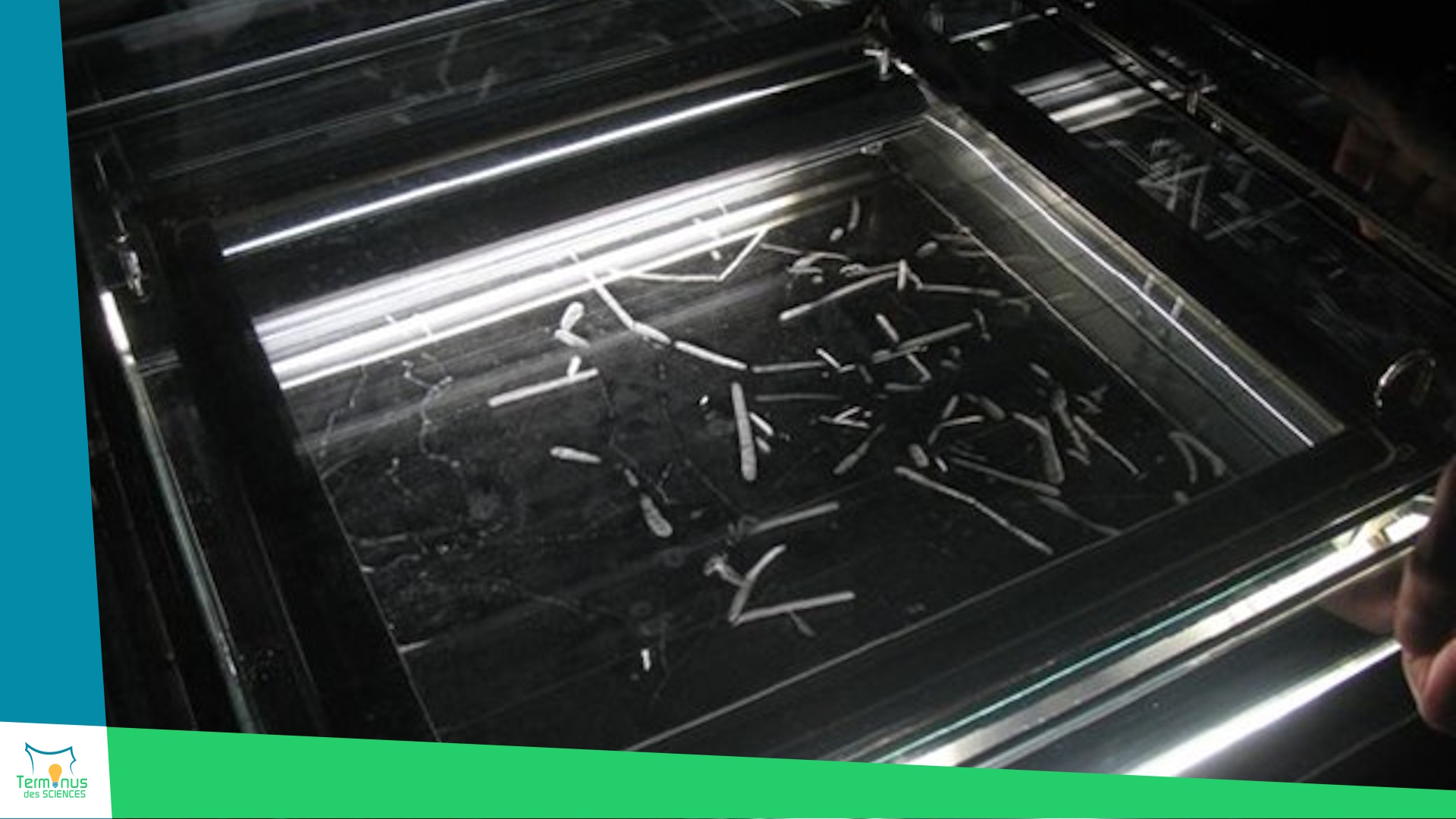 Lire la suite à propos de l’article [La chambre à brouillard : une fenêtre sur l’invisible]