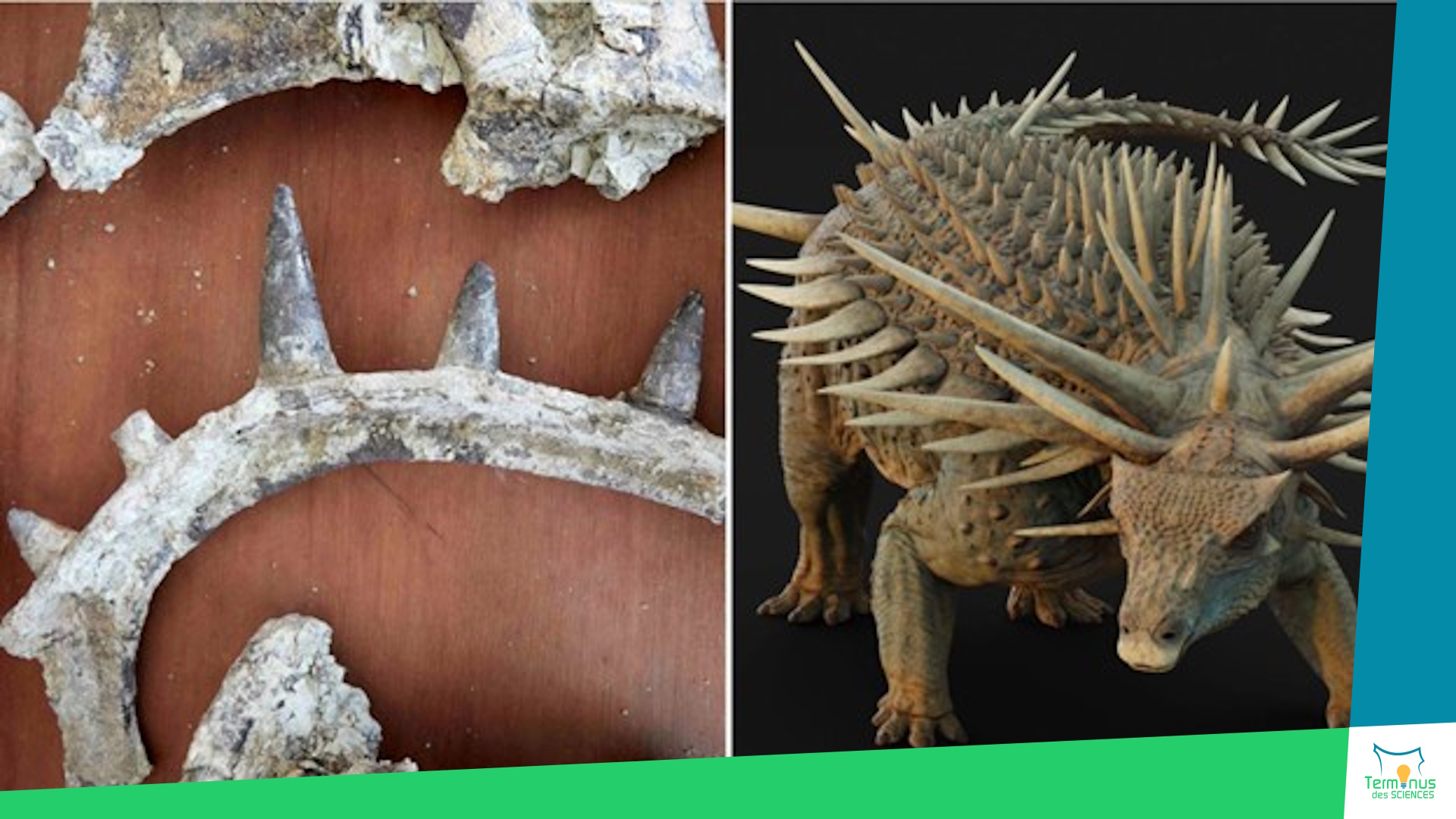 You are currently viewing [Spicomellus afer : le dinosaure cuirassé qui bouscule l’évolution]