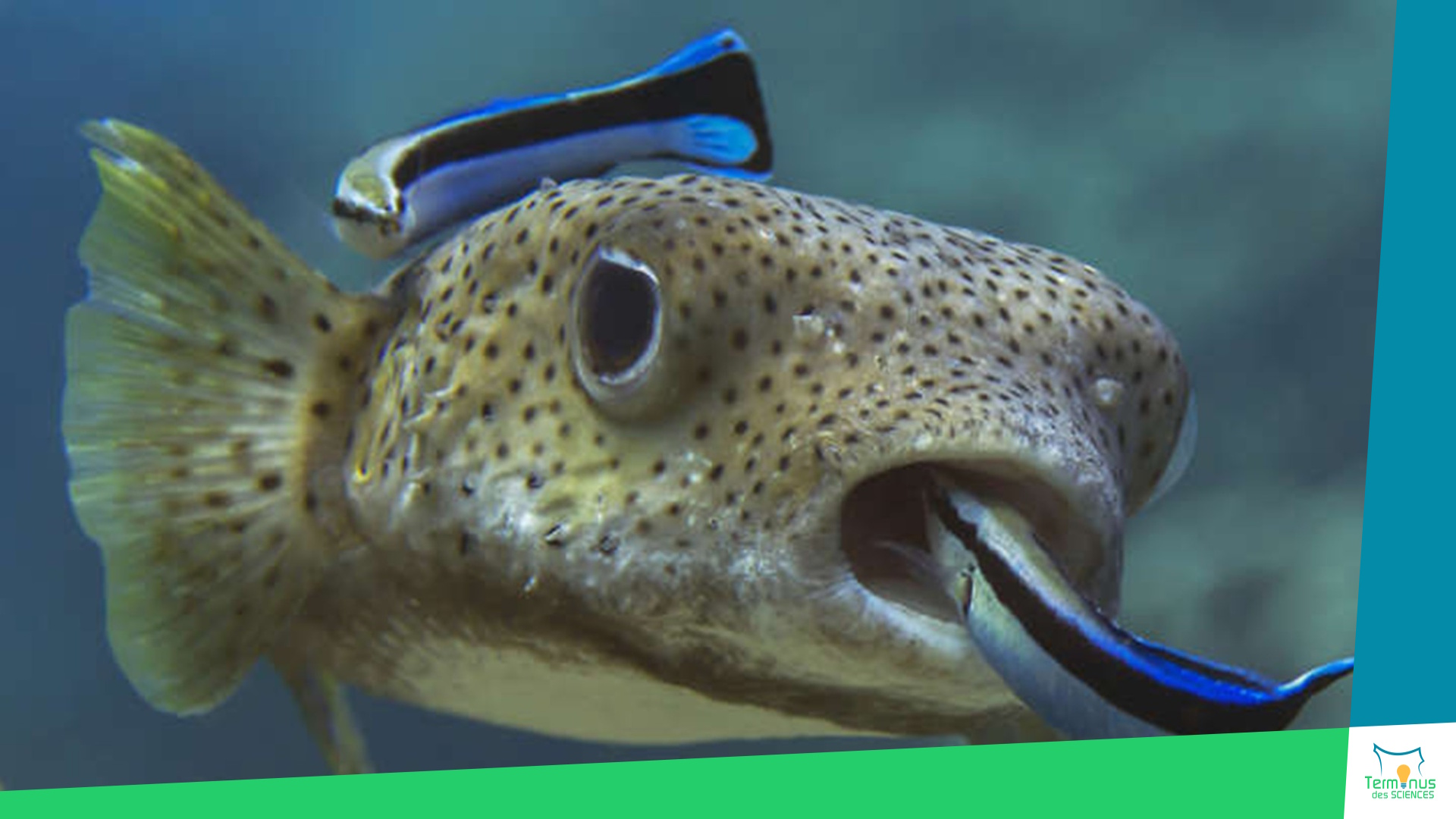 You are currently viewing [Les symbioses : moteurs silencieux de l’évolution et de l’équilibre planétaire]