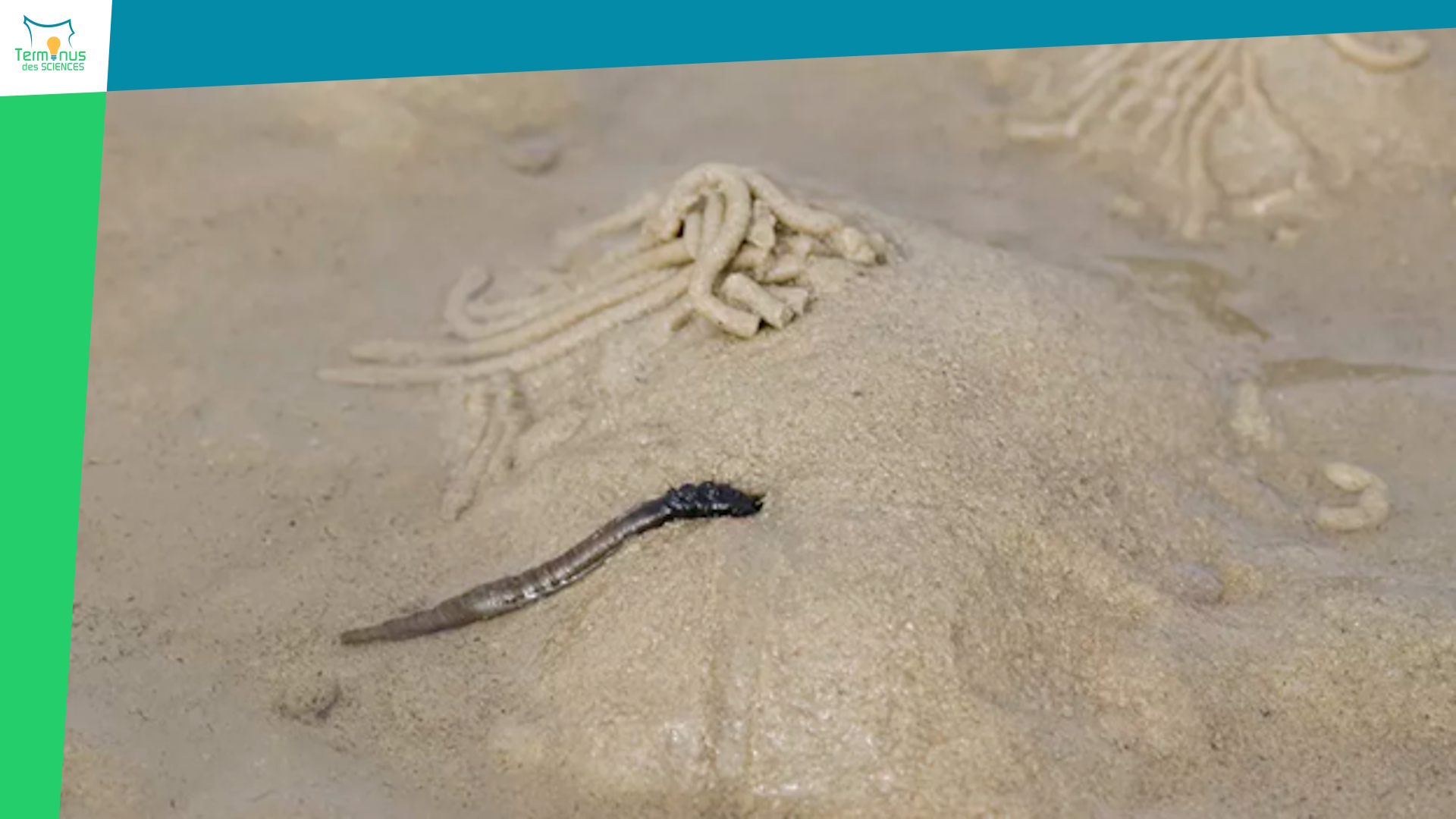 You are currently viewing [Un ver des côtes atlantiques au secours de brûlés de Crans Montana]