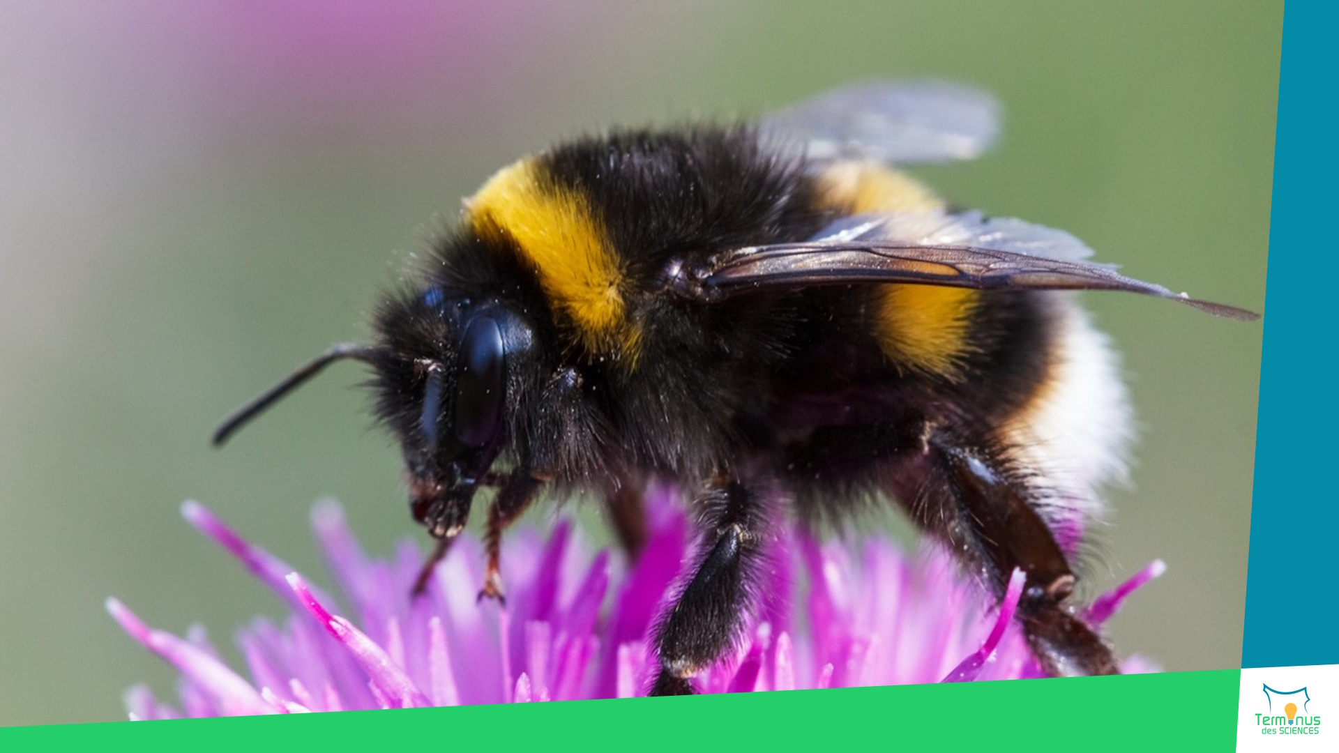 You are currently viewing [Quand le bourdon annonce le printemps]