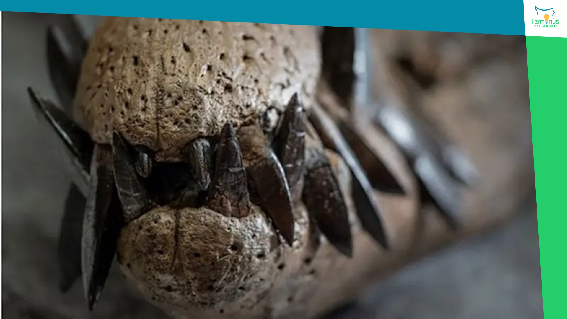 You are currently viewing [Un crâne de pliosaure exceptionnel : une fenêtre unique sur les prédateurs des mers jurassiques]