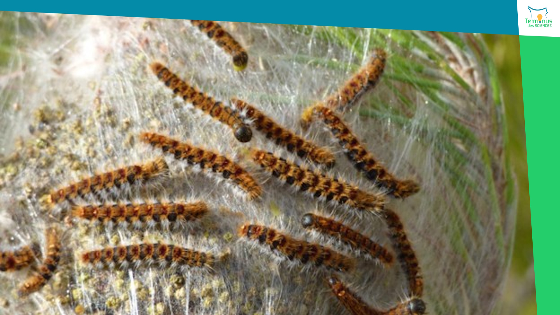 Lire la suite à propos de l’article [Les chenilles processionnaires : un insecte aux multiples impacts sanitaires et écologiques]